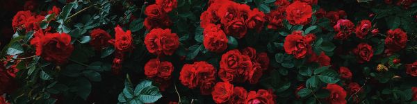 Обои 1590x400 красные розы, розы
