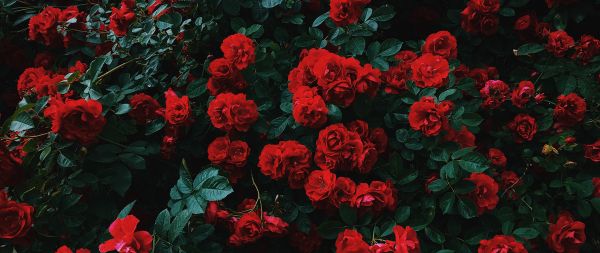 Обои 2560x1080 красные розы, розы