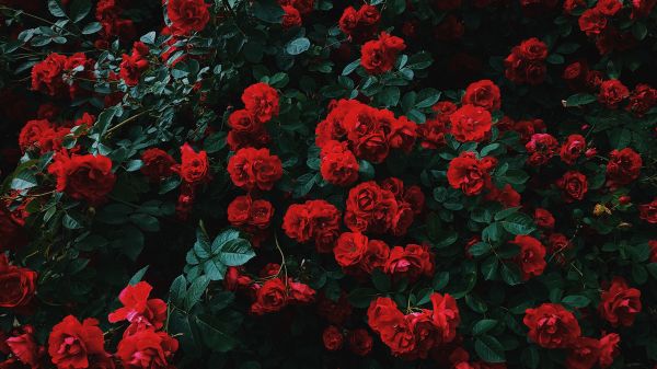 Обои 1600x900 красные розы, розы