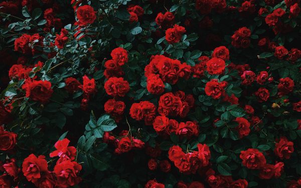 Обои 1920x1200 красные розы, розы