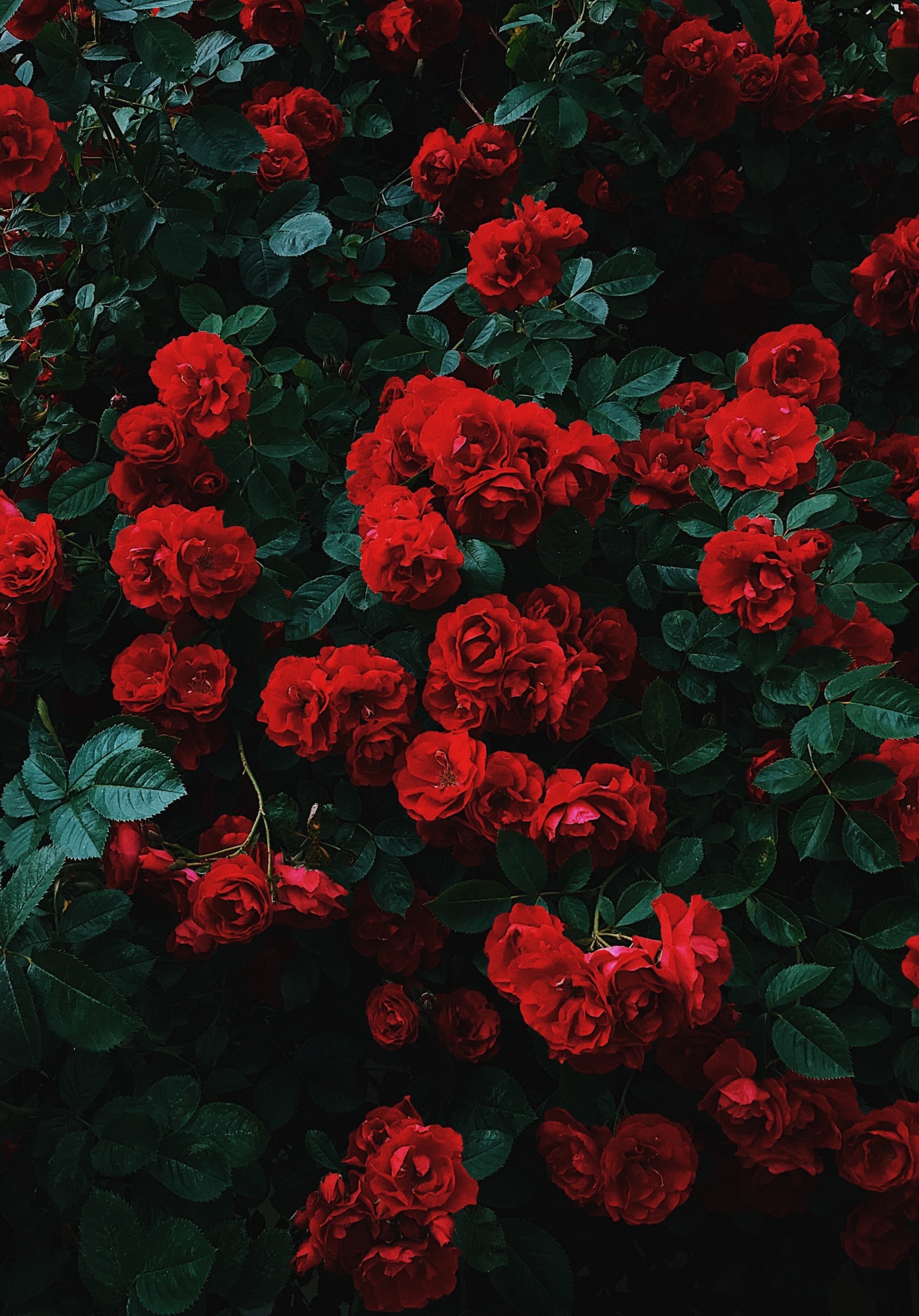 Red roses steam фото 82