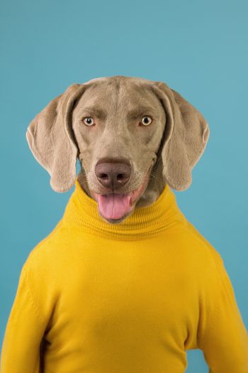dog, portrait, photo Wallpaper 640x960