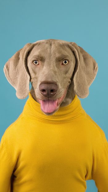 dog, portrait, photo Wallpaper 640x1136