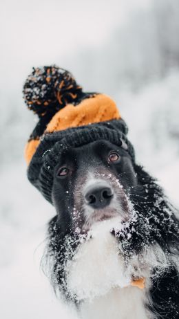 Обои 640x1136 собака, зима, холод