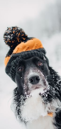 Обои 1080x2280 собака, зима, холод