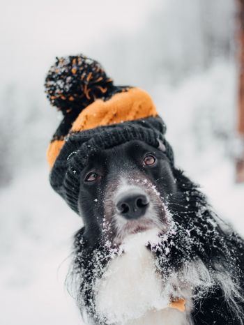 dog, winter, cold Wallpaper 1620x2160