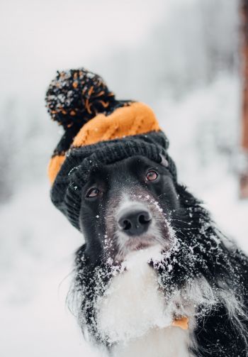 dog, winter, cold Wallpaper 1640x2360