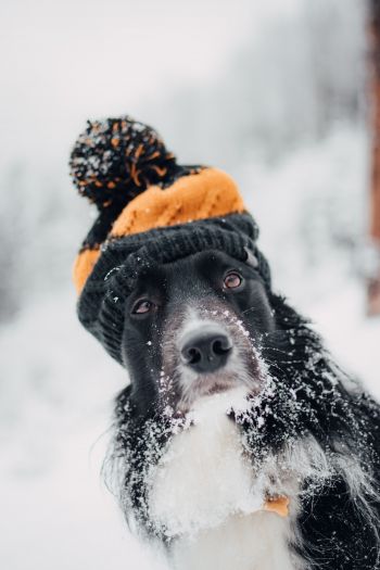dog, winter, cold Wallpaper 640x960