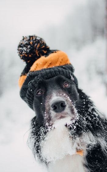 dog, winter, cold Wallpaper 1200x1920