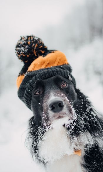 dog, winter, cold Wallpaper 1200x2000