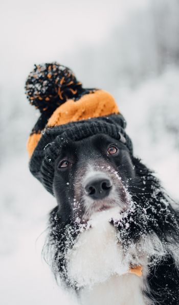 dog, winter, cold Wallpaper 600x1024