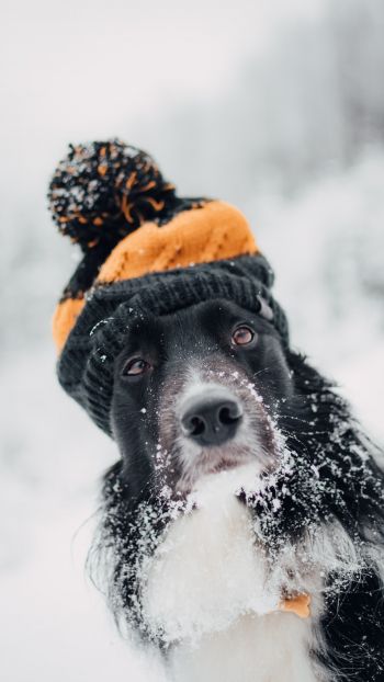 Обои 1080x1920 собака, зима, холод