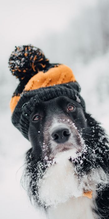 dog, winter, cold Wallpaper 720x1440