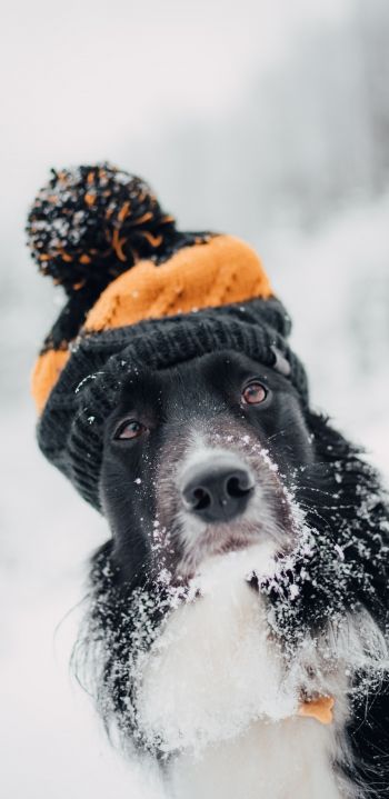 Обои 1080x2220 собака, зима, холод