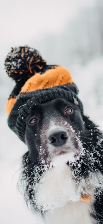 Обои 1080x2340 собака, зима, холод