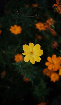 yellow flower Wallpaper 600x1024