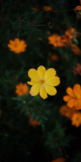 yellow flower Wallpaper 720x1440