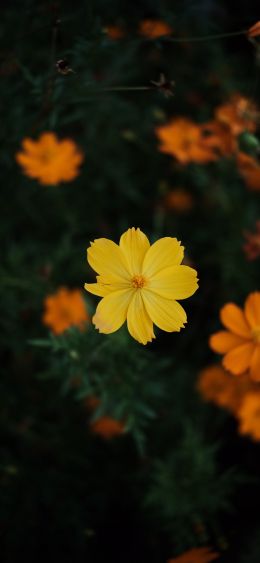 yellow flower Wallpaper 1080x2340