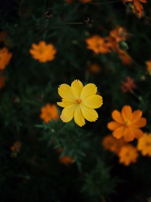 Обои 1668x2224 желтый цветок