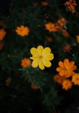 Обои 1668x2388 желтый цветок