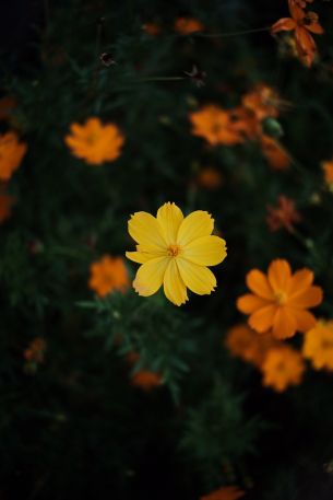 Обои 3072x4608 желтый цветок