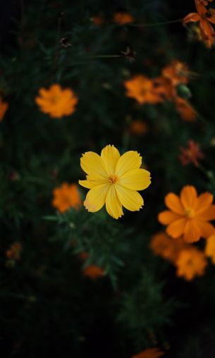 yellow flower Wallpaper 1200x2000