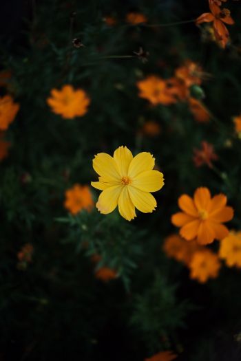 Обои 640x960 желтый цветок