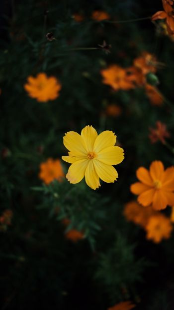 Обои 640x1136 желтый цветок