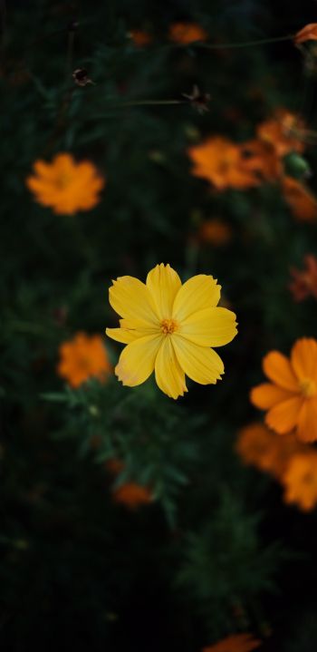 Обои 1080x2220 желтый цветок