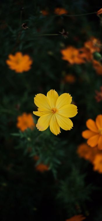 Обои 828x1792 желтый цветок