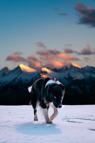 White Tatshanska, Poland, dog Wallpaper 640x960