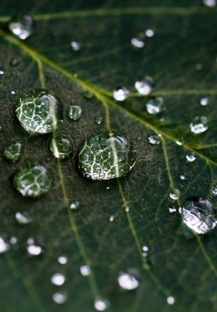 water droplets, sheet, green Wallpaper 1640x2360