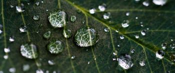 water droplets, sheet, green Wallpaper 2560x1080