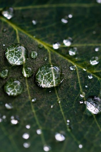 water droplets, sheet, green Wallpaper 640x960
