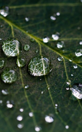 water droplets, sheet, green Wallpaper 1200x1920