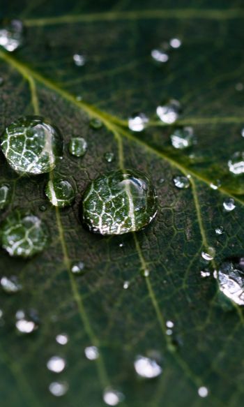 water droplets, sheet, green Wallpaper 1200x2000