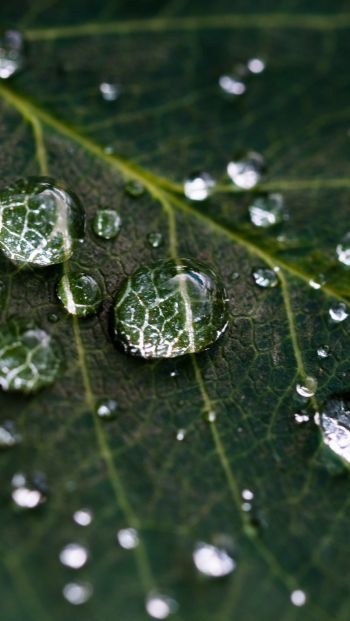 water droplets, sheet, green Wallpaper 640x1136