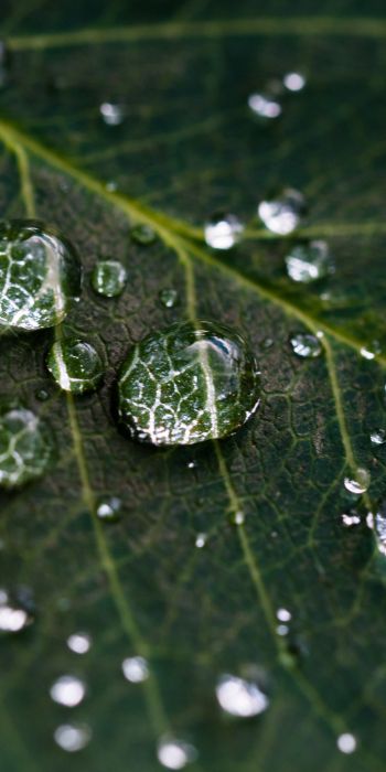 water droplets, sheet, green Wallpaper 720x1440