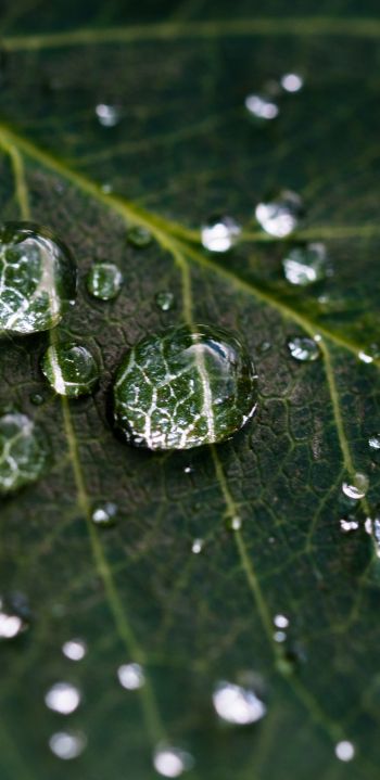 water droplets, sheet, green Wallpaper 1080x2220