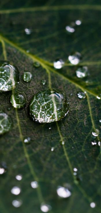 water droplets, sheet, green Wallpaper 1080x2280