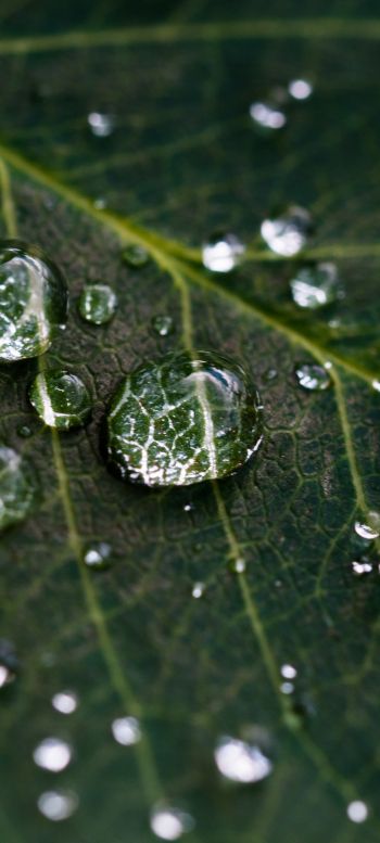 water droplets, sheet, green Wallpaper 1080x2400
