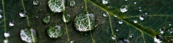 water droplets, sheet, green Wallpaper 1590x400