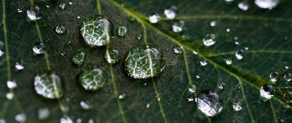 water droplets, sheet, green Wallpaper 2560x1080