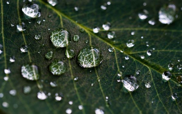 water droplets, sheet, green Wallpaper 2560x1600