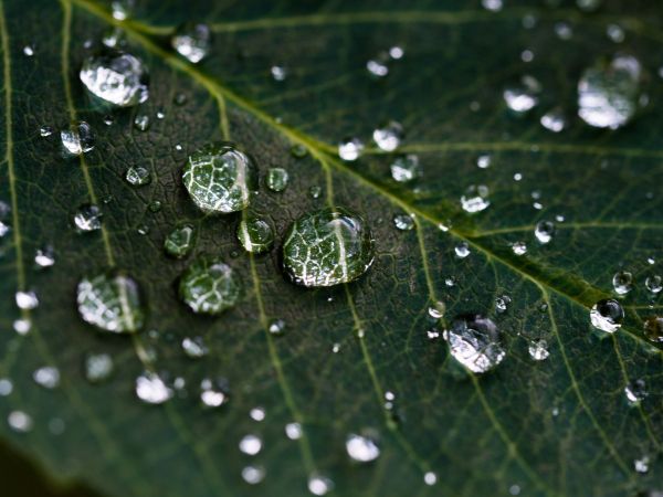 water droplets, sheet, green Wallpaper 4608x3456
