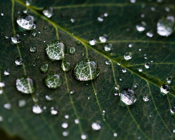 water droplets, sheet, green Wallpaper 1280x1024