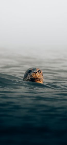 Обои 1080x2340 тюлень, море, вода