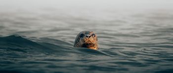 seal, sea, water Wallpaper 2560x1080