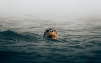 seal, sea, water Wallpaper 2560x1600