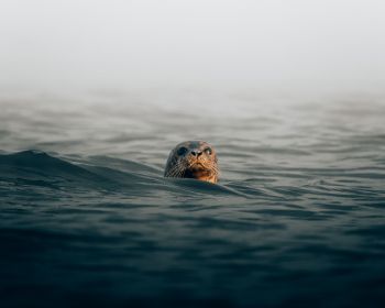 seal, sea, water Wallpaper 1280x1024